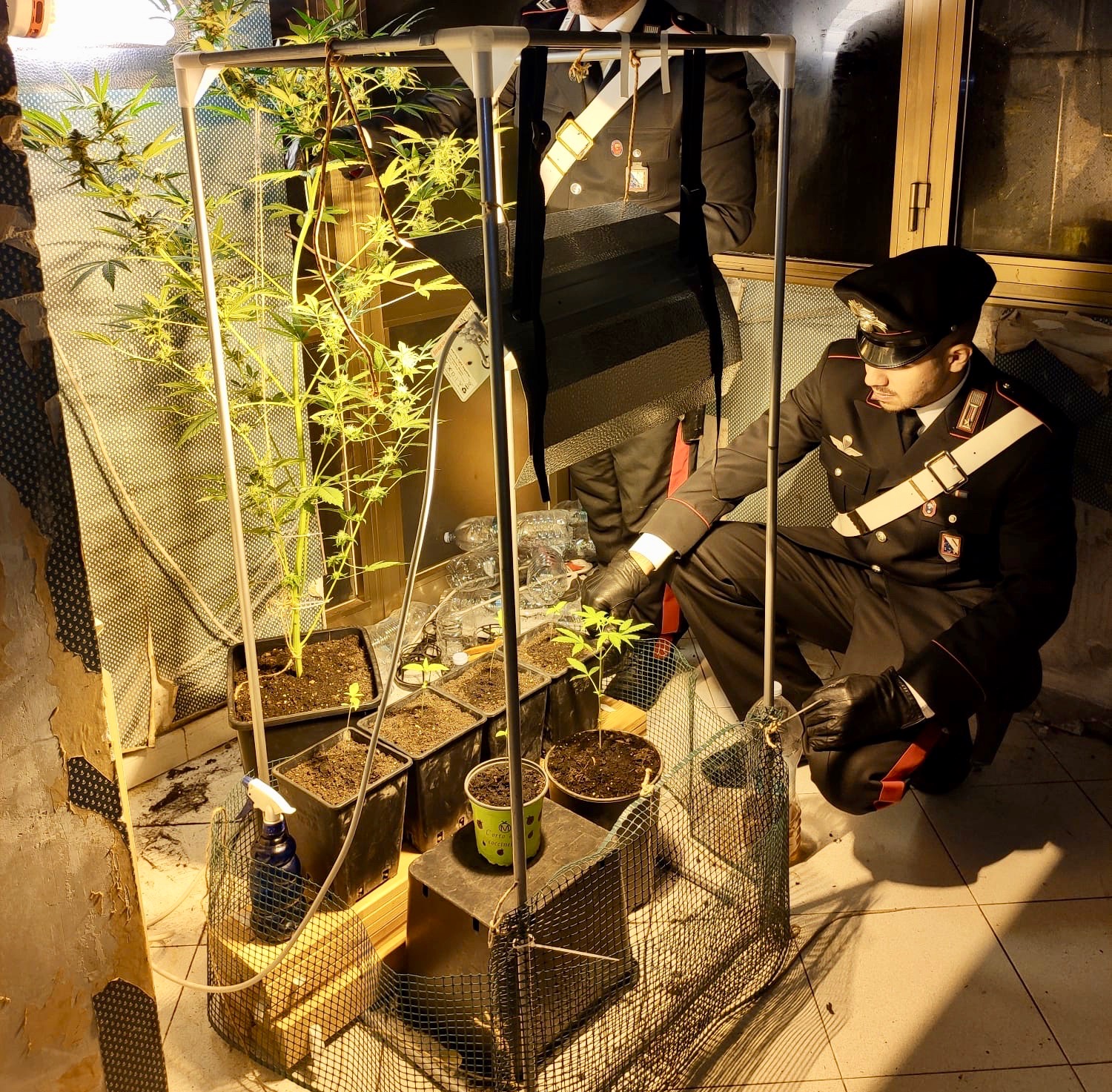 Pietrelcina, i carabinieri scoprono una serra per la coltivazione di marijuana