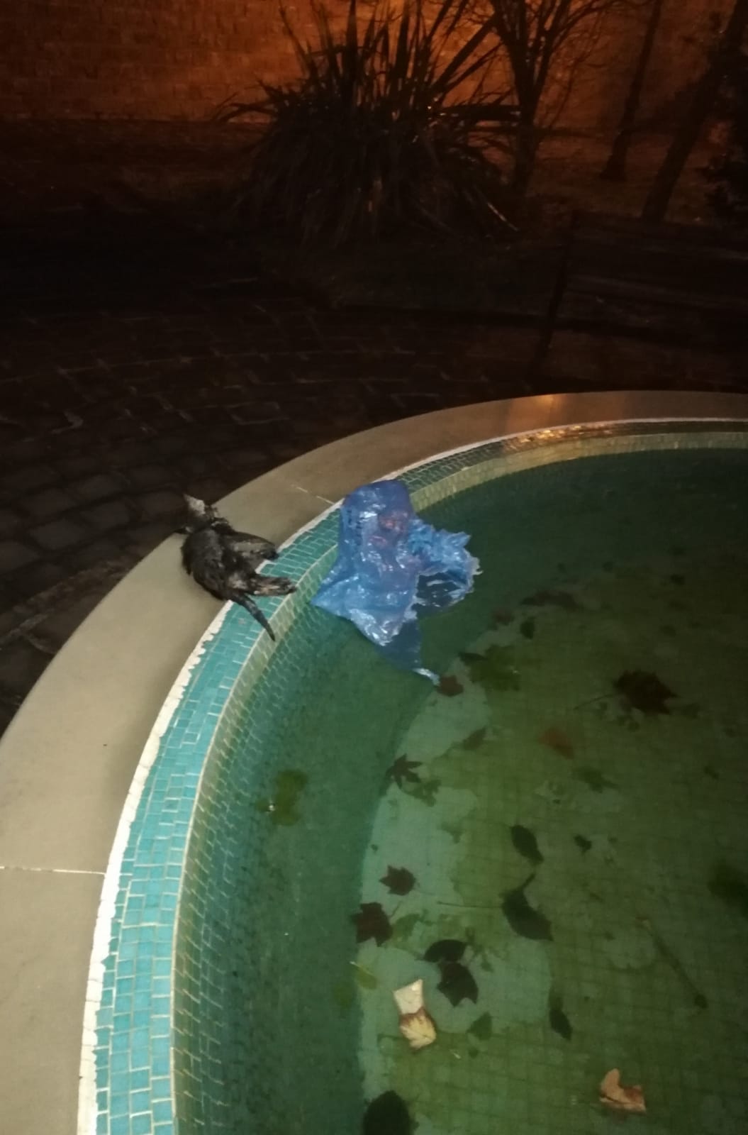 Salerno, Gattino gettato nella fontana dentro una busta di plastica: morto
