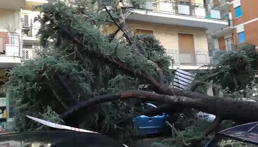 Napoli: al Vomero cade un albero in via Belvedere