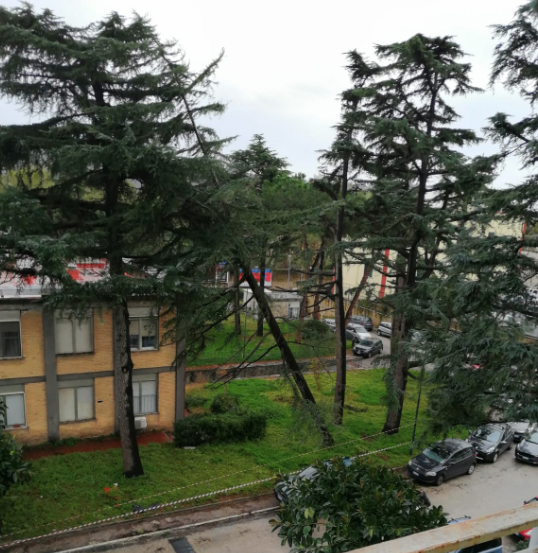 Napoli, emergenza caduta alberi all’ospedale San Paolo: l’allarme della Fials