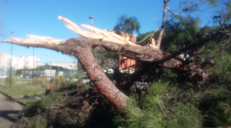 Napoli, tragedia sfiorata a Ponticelli albero cade nel giardino della scuola e fa crollare palo della luce