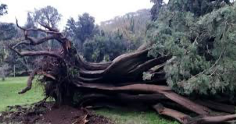 Reggia di Caserta: chiuso Il ‘Giardino Inglese’ oltre 30 alberi caduti alcuni erano secolari