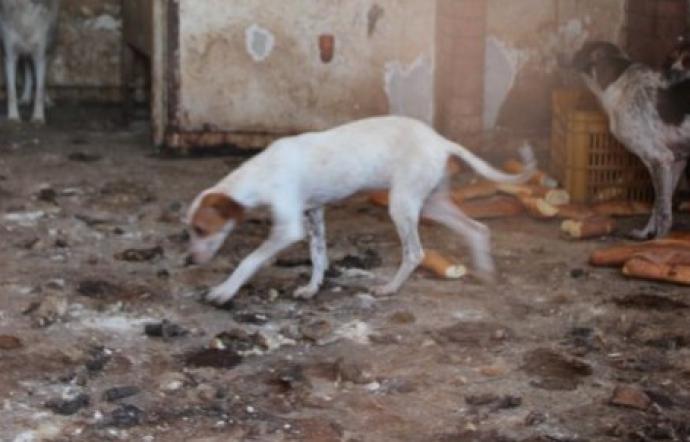 18 cani salvati dai Carabinieri Forestali di Padula: erano tenuti in condizioni di grave degrado