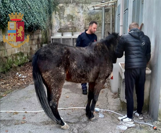 Napoli, cavallo vagante recuperato dalla polizia a Chiaiano