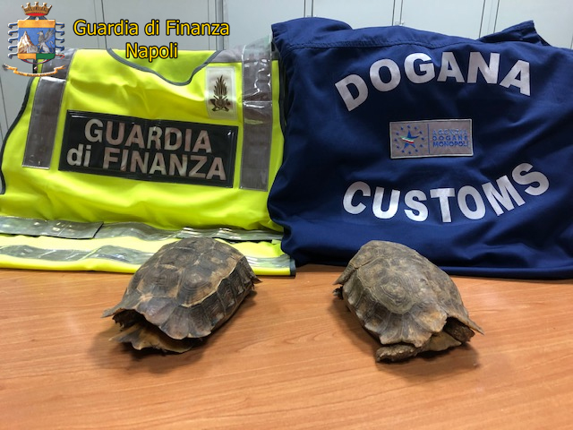 Napoli, sequestrate a Capodichino 2 tartarughe di specie protette