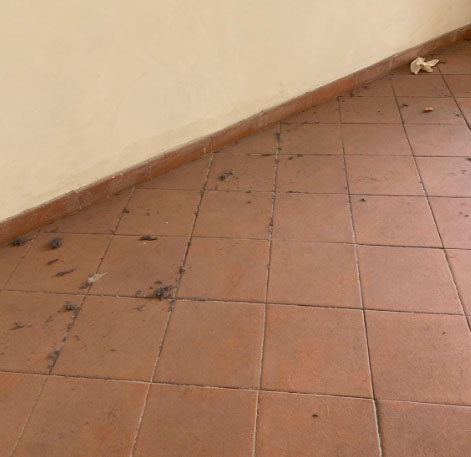 Napoli, escrementi di topi nei corridoi dell’Istituto Froebeliano nel quartiere Stella