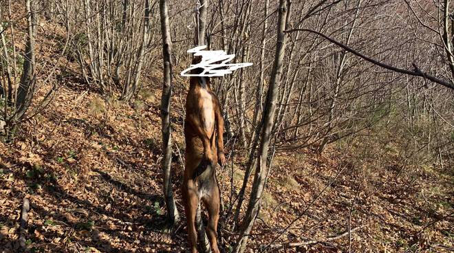 Orrore ad Agerola: cane trovato impiccato a un albero