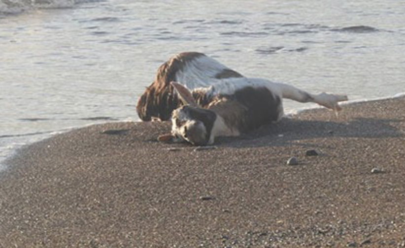 Capra morta sulla spiaggia di Torrione a Salerno, la foto indigna il web