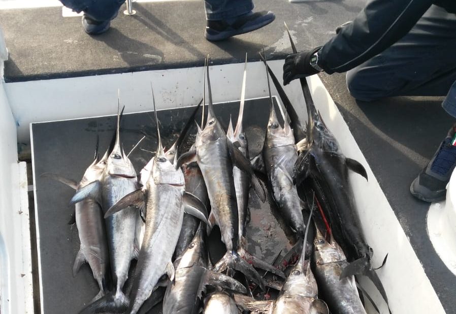 A Pozzuoli Guardia Costiera sequestra pesce spada pescata illegalmente