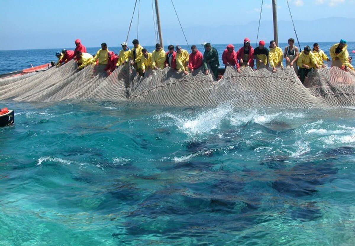 Estorcevano pesce alle tonnare: 4 arresti