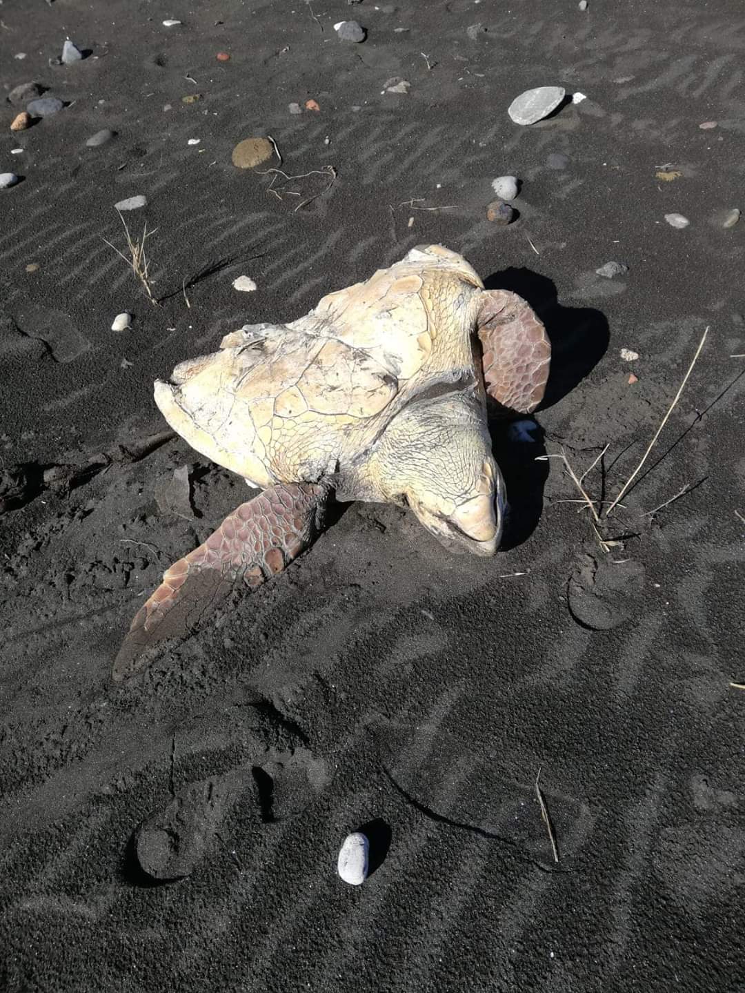 Torre Annunziata rinvenuta tartaruga in spiaggia