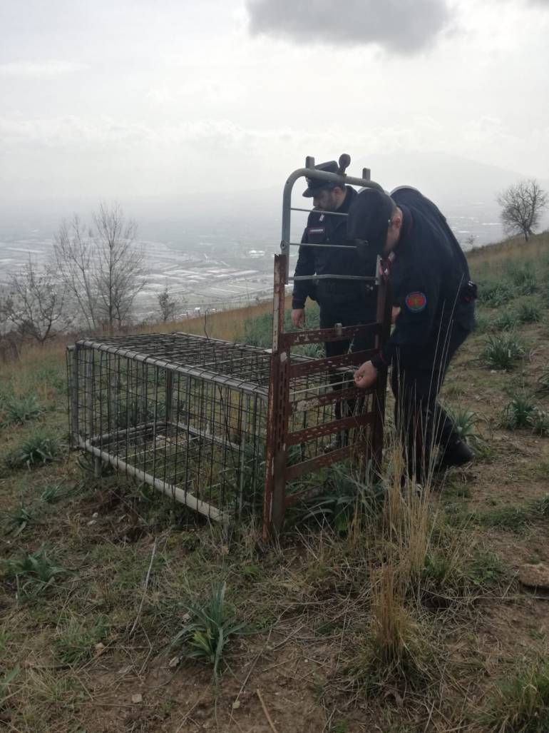 Trappola dei bracconieri scoperta nel Casertano