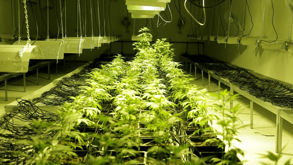 Cannabis terapeutica: nel Salernitano la prima coltivazione sperimentale in Italia