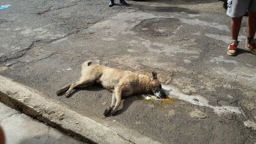 Trovati 4 cani morti a Maddaloni per sospetto avvelenamento: aperta un’inchiesta
