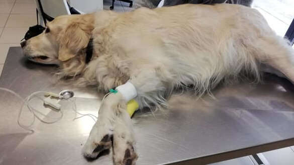 Tre cani avvelenati nel Salernitano: l’ira dei proprietari sul Web