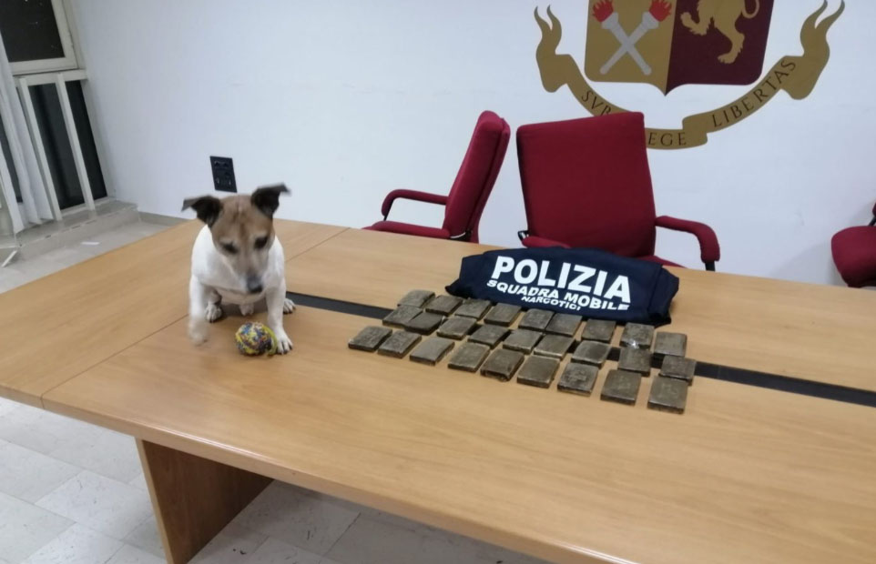 Benevento, il cane Pocho scopre 2,5 chili di droga in casa del pusher