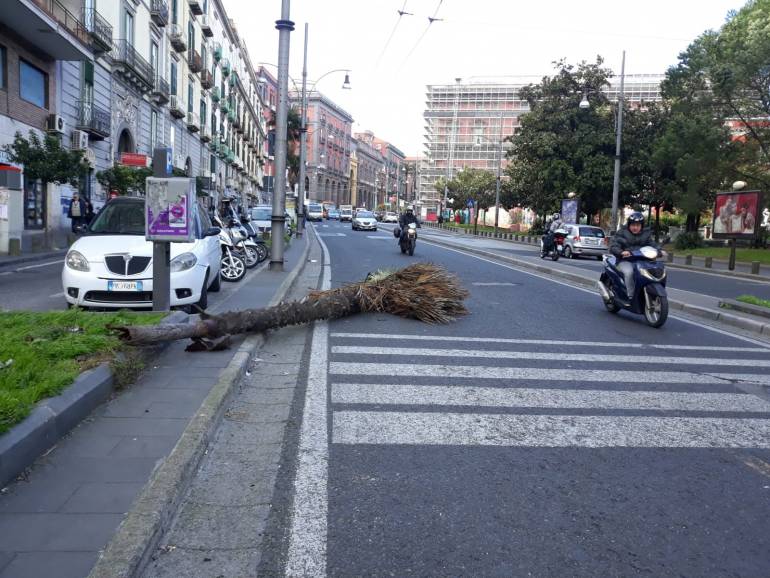Maltempo a Napoli: caduti due alberi, a via Foria in mezzo alla carreggiata e Piazza Carlo III davanti ad una scuola