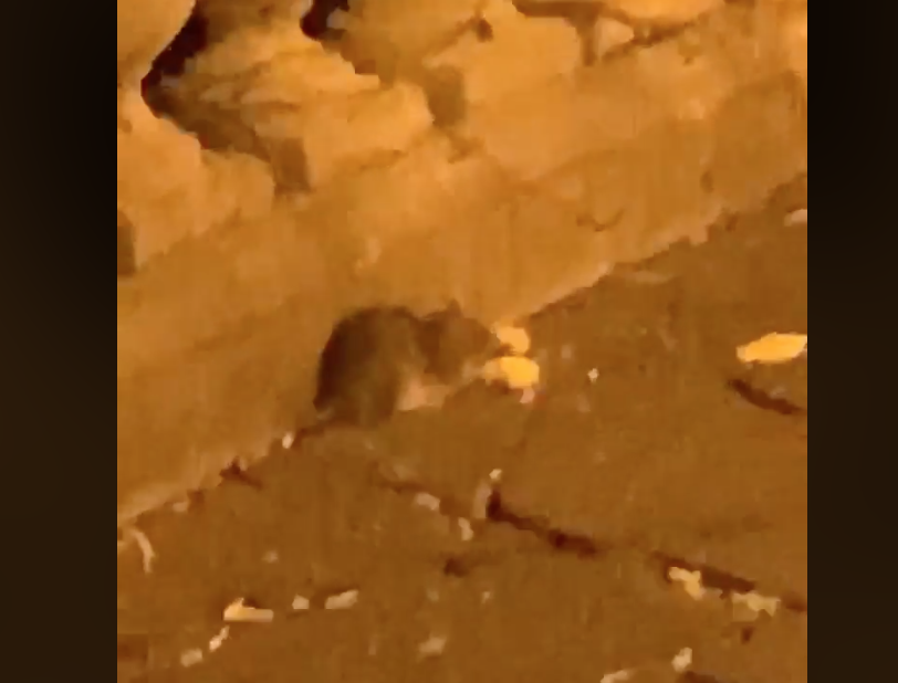 Napoli, topi a via Aniello Falcone attirati dai rifiuti della movida