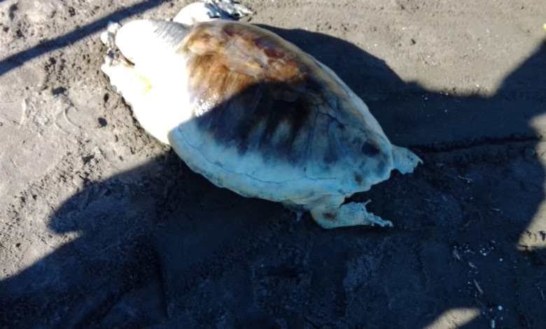 Tartaruga morta ritrovata ad Ischia. Verdi: ‘Occorre verificare subito le cause’