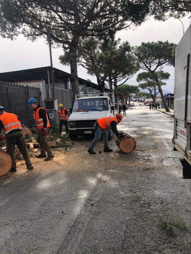 Follia ad Ercolano: tentano di abbattere tre alberi in via Benedetto Cozzolino