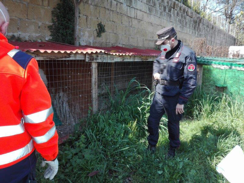 Pozzuoli: maltrattamento di animali. Carabinieri denunciano 39enne