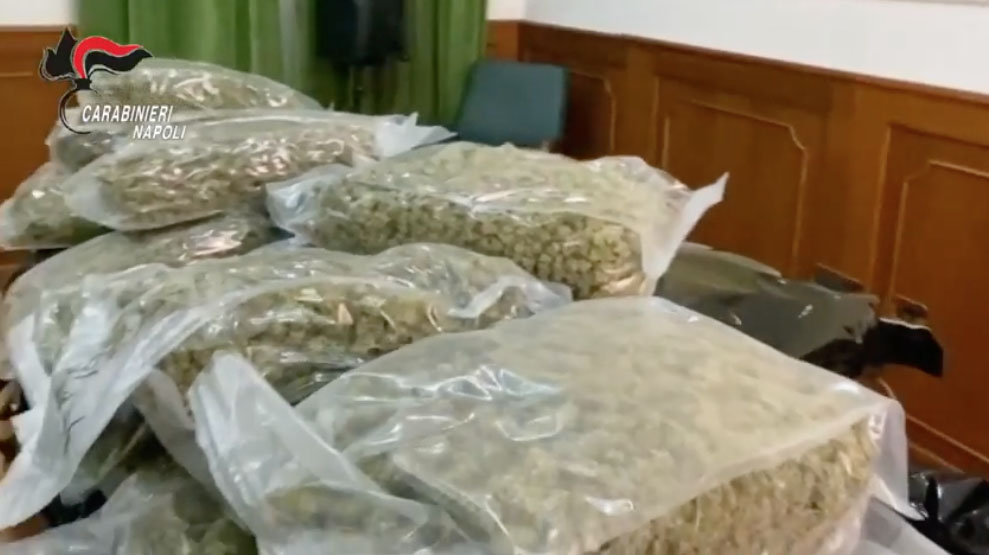 Sequestrati a Caserta 48,5 chilogrammi di marijuana. IL VIDEO
