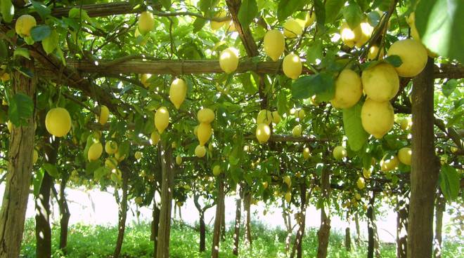 Vico Equense, entra in un agrumeto per rubare limoni: in manette 39enne di Castellammare