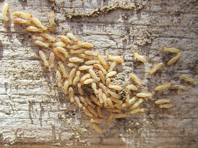 Come eliminare le termiti: cosa sono e come riconoscerle