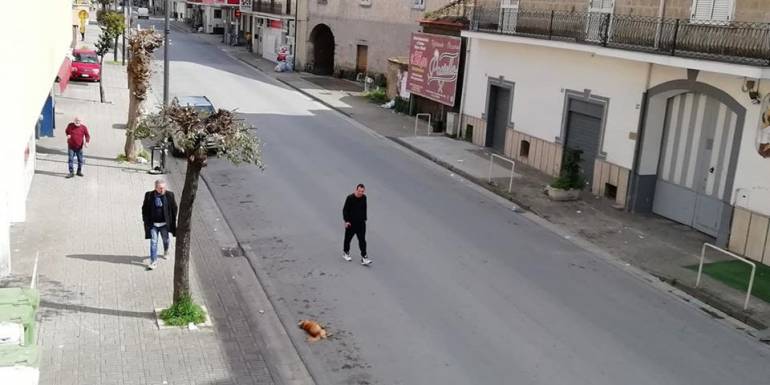 San Cipriano d’Aversa, investe due cani e fugge via. Borrelli: ‘Davvero orribile’