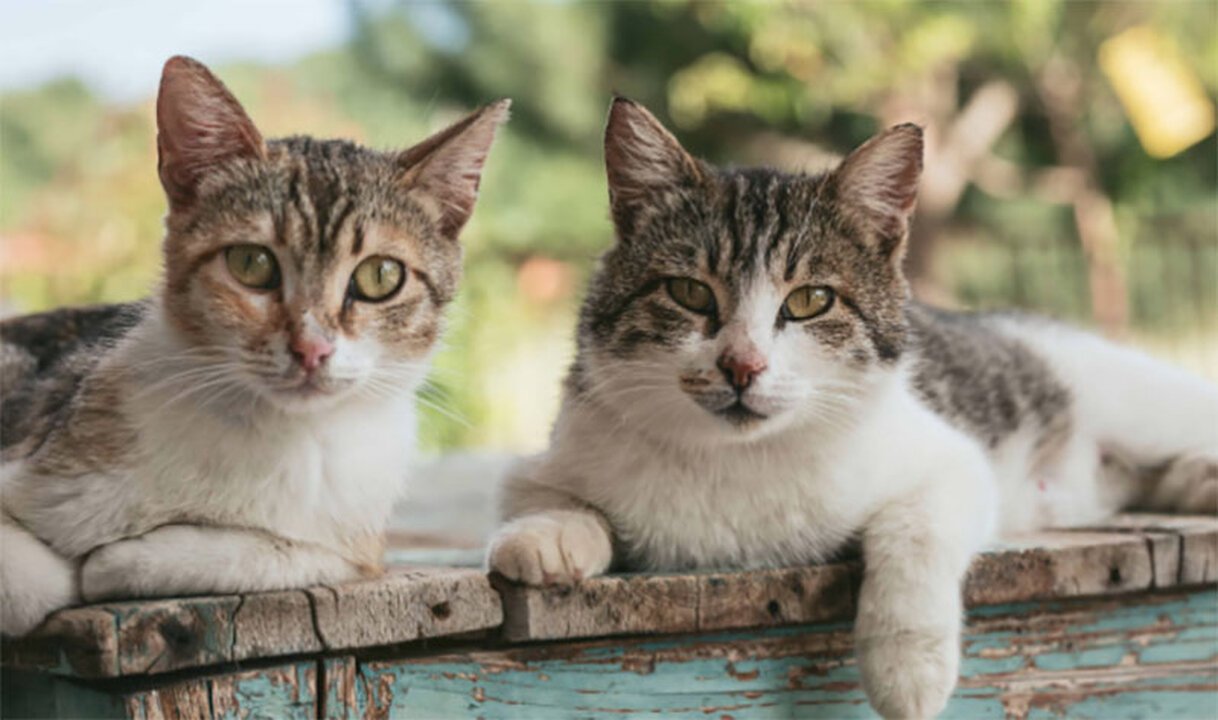 Coronavirus, 2 gatti contagiati a New York