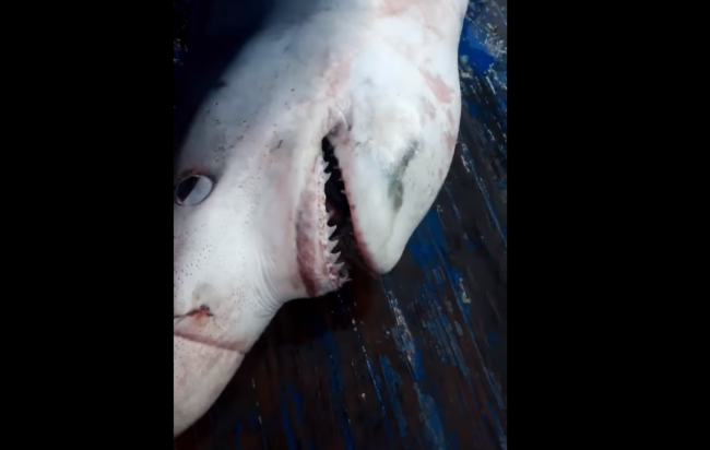 Catturato uno squalo nelle acque del Cilento