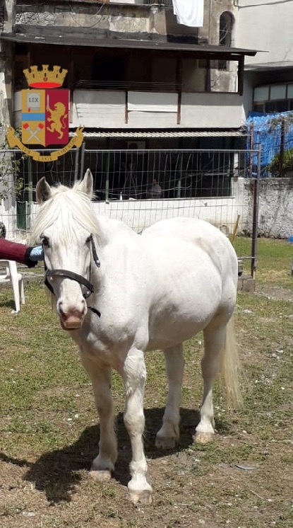 Castellammare: la polizia recupera un cavallo incustodito
