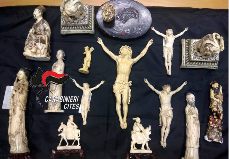 Torre del Greco, sculture in avorio ricavate da zanne di elefante sequestrate ad un antiquario