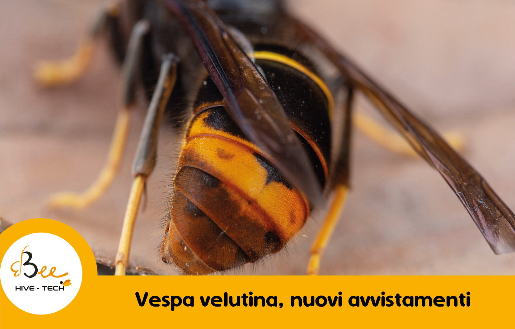 In Toscana arriva la vespa Velutina: killer delle api con gli ‘occhi a mandorla’