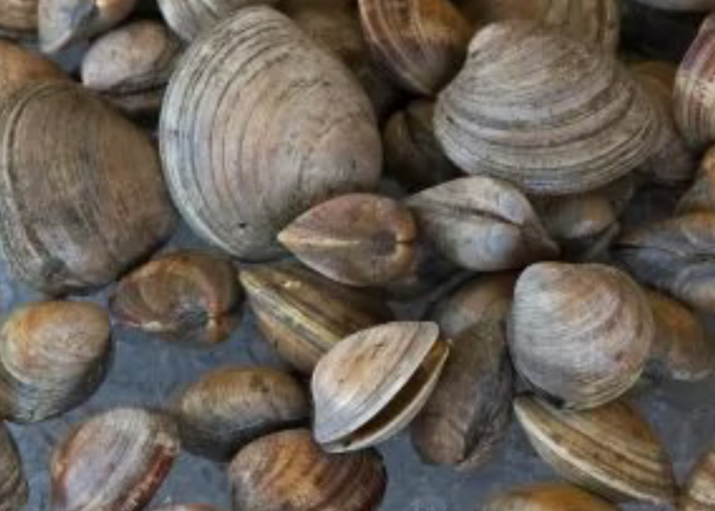 Cozze e vongole conservate in pessime condizioni Igieniche: sequestrati 100 chili in un ristorante di Cimitile