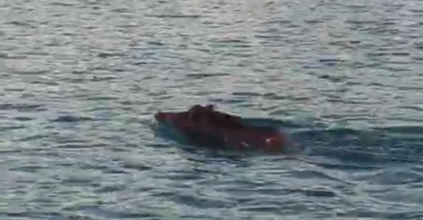 Cinghiale fugge in mare a Salerno dopo che era stato ferito da un colpo di fucile