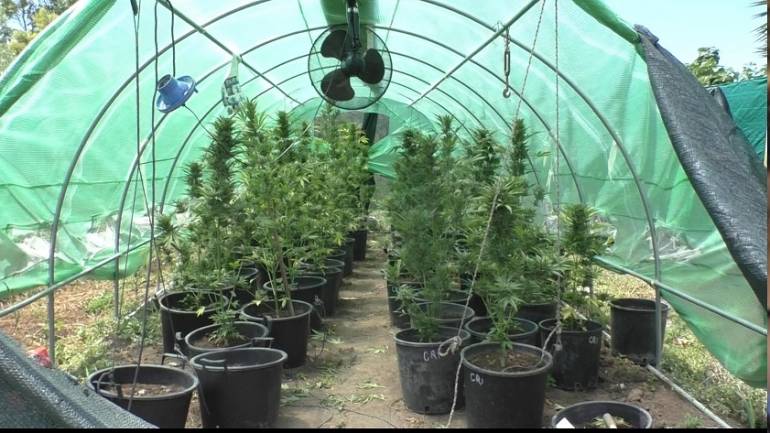 Scoperta a Battipaglia: piantagione con 100 piante di marijuana