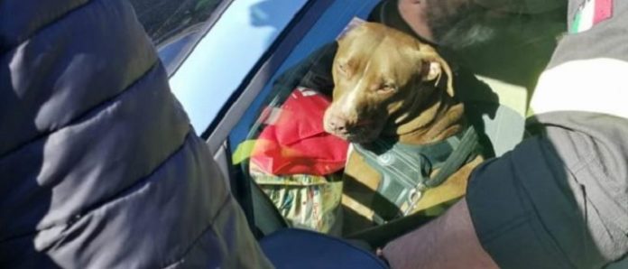 Lascia il cane al sole in auto per drogarsi e ubriacarsi, denunciata