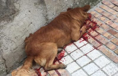 Follia nel Casertano, una cane ucciso a colpi di fucile