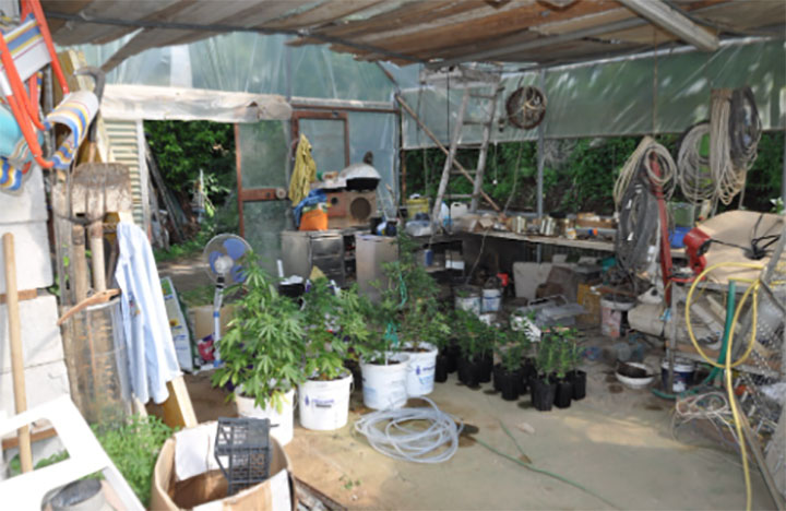 cava-coltivazione-marijuana