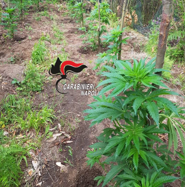Castellammare, 1000 piante di cannabis sul Faito