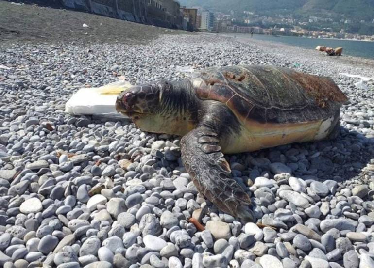 castel volturno tartarughe morte