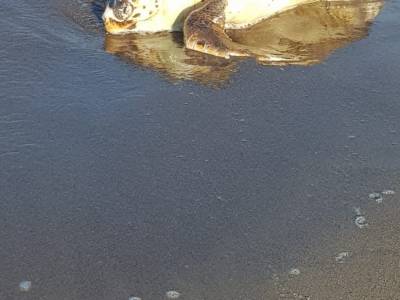 tartaruga ritrovata morta sulla spiaggia di lago patria