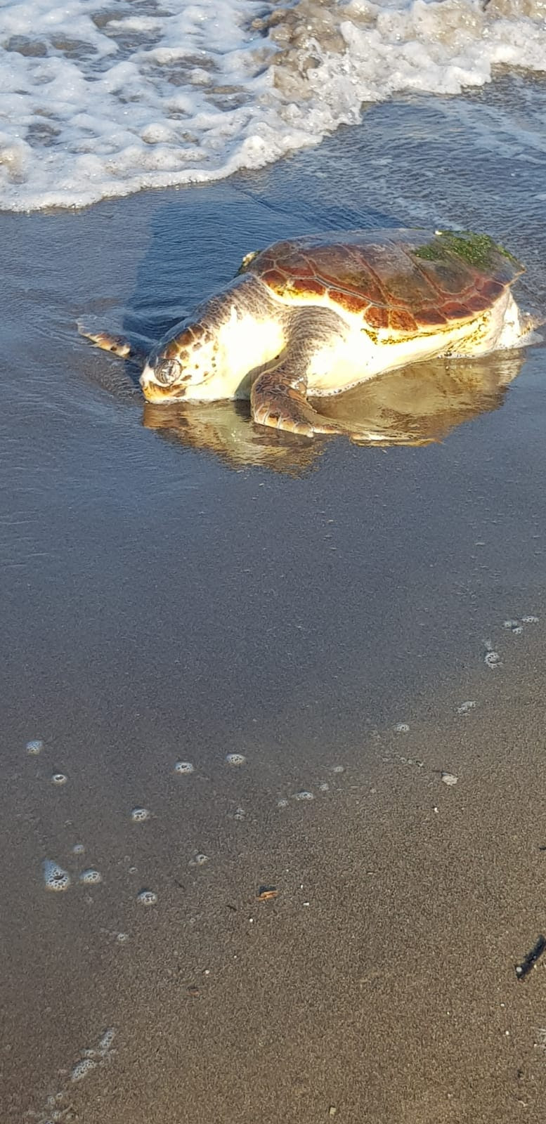Tartaruga ritrovata morta sulla spiaggia di Lago Patria