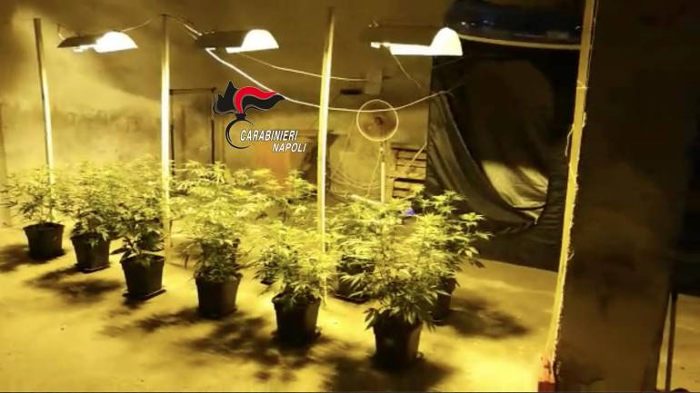 Avellino furto sventato, scoperta serra marijuana