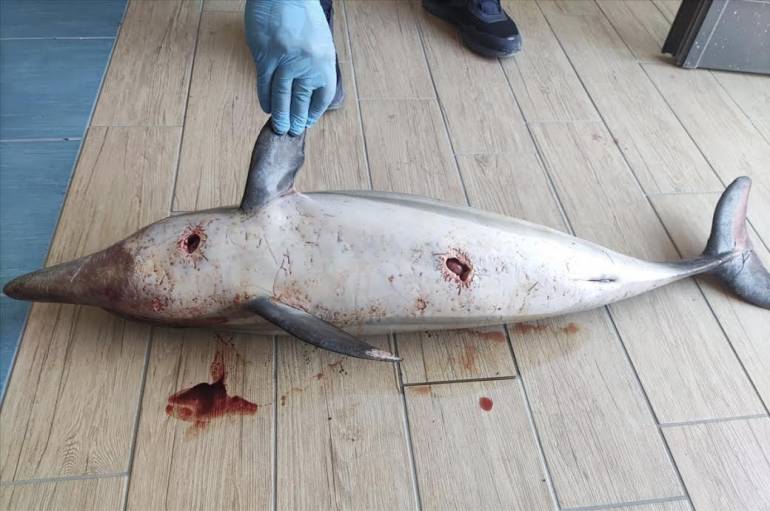Tre delfini morti tra la costiera Sorrentina e  la costiera Amalfitana in pochi giorni, segnalati alla Guardia costiera