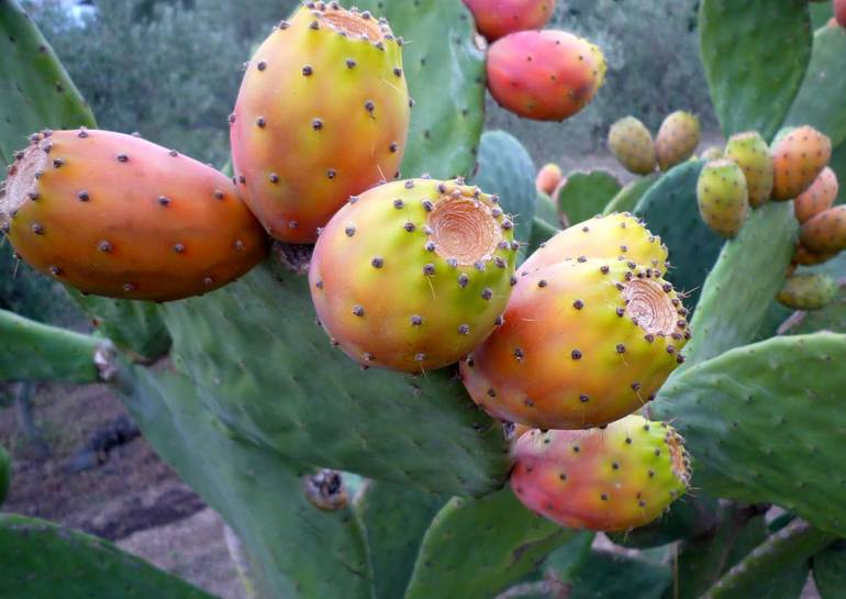 Cadono pezzi di fico d’india, ferito alla testa bimbo 4 anni