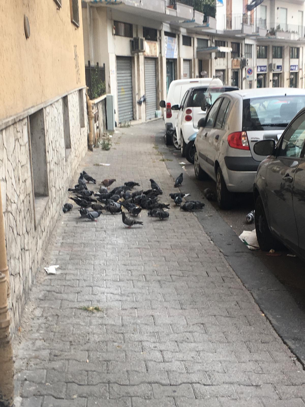 Salerno: degrado in via San Giovanni Bosco, strada invasa dai piccioni