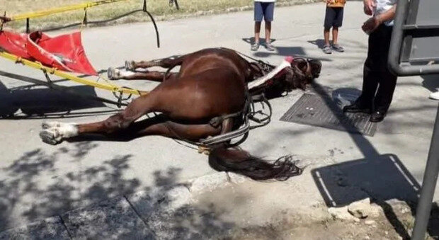 cavallo morto reggia