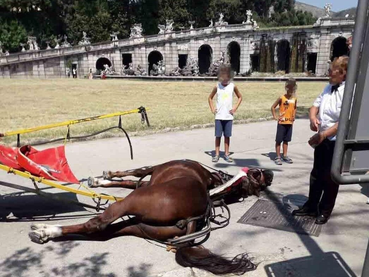 cavallo morto